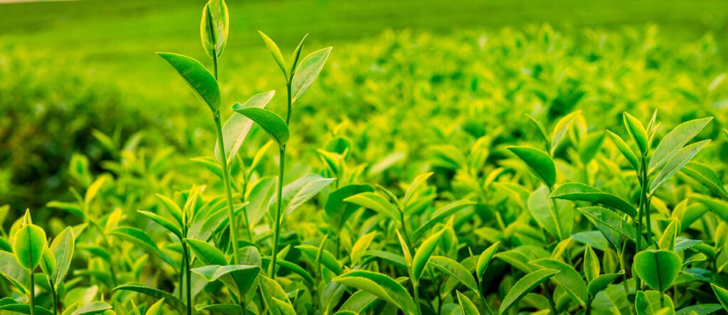 Wholesale Tea Supplier in Noida