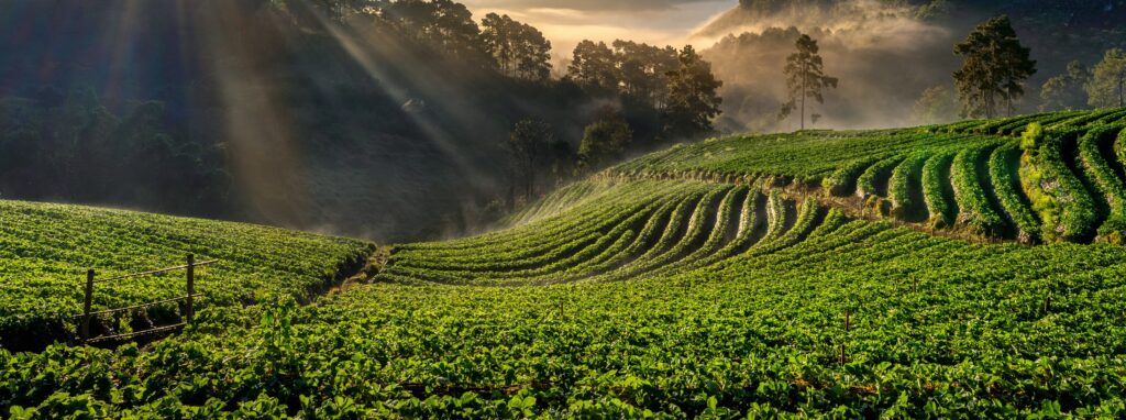 Wholesale Tea Supplier in Ghaziabadh